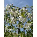 Malus Fontana Tige +/- 180 cm Pot P32 ** Pommier du Japon pleureur.