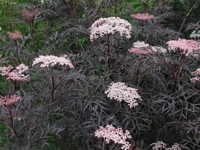 Sambucus nigra Black Lace Pot C6Litres ** Sureau noir **