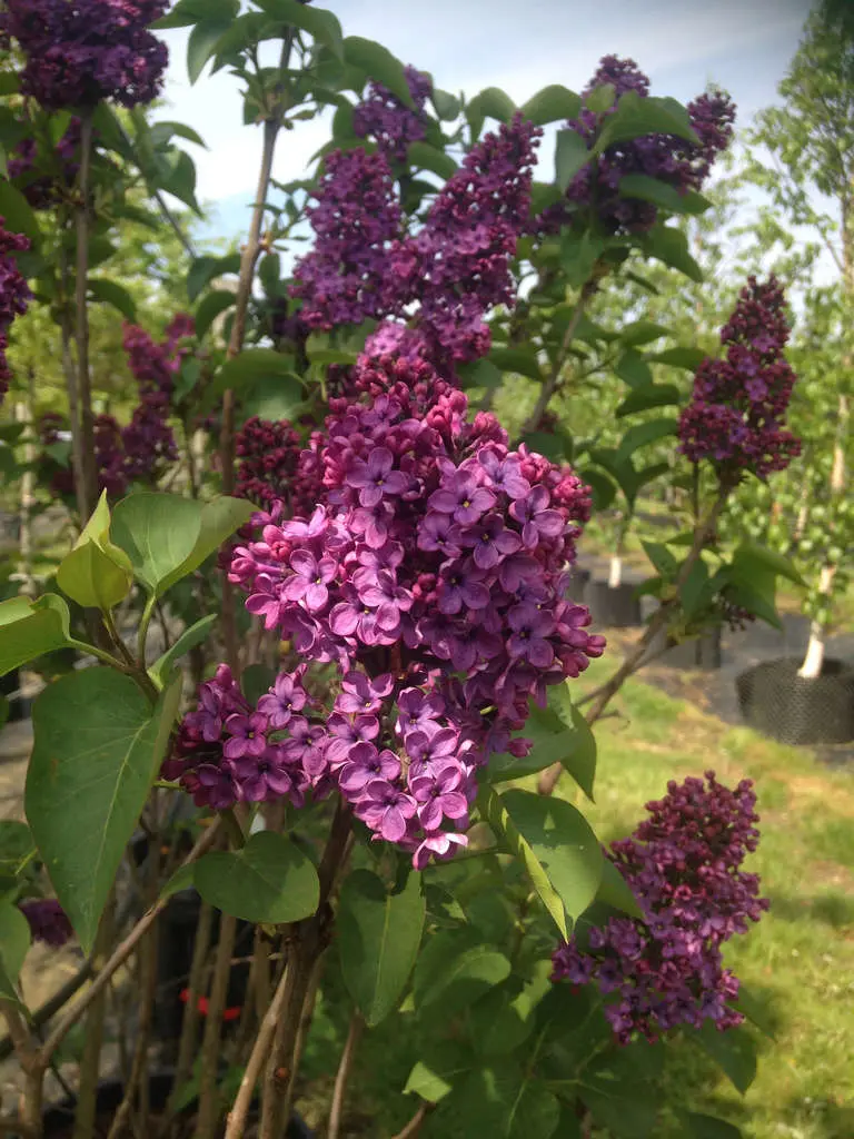 Syringa vulgaris Charles Joly 150 175 Pot** Lilas **