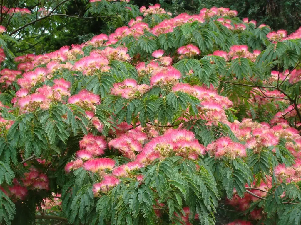 Albizia julibrisin Pot P27cm ** Arbre à soie rose **