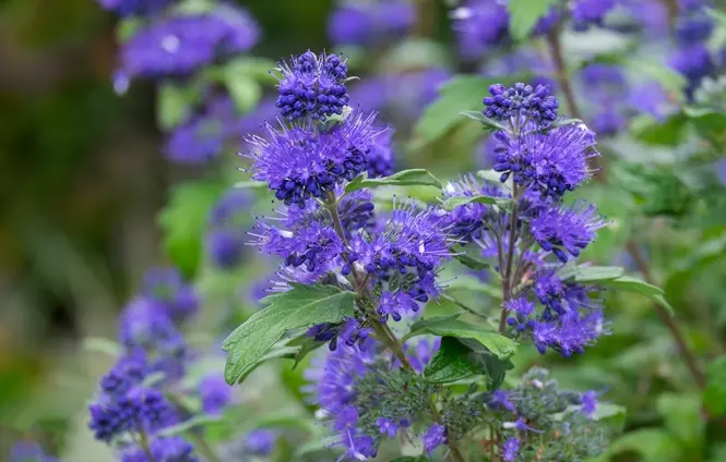 Caryopteris clandonensis Kew Blue Pot P23