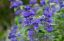 Caryopteris clandonensis Kew Blue Pot P23