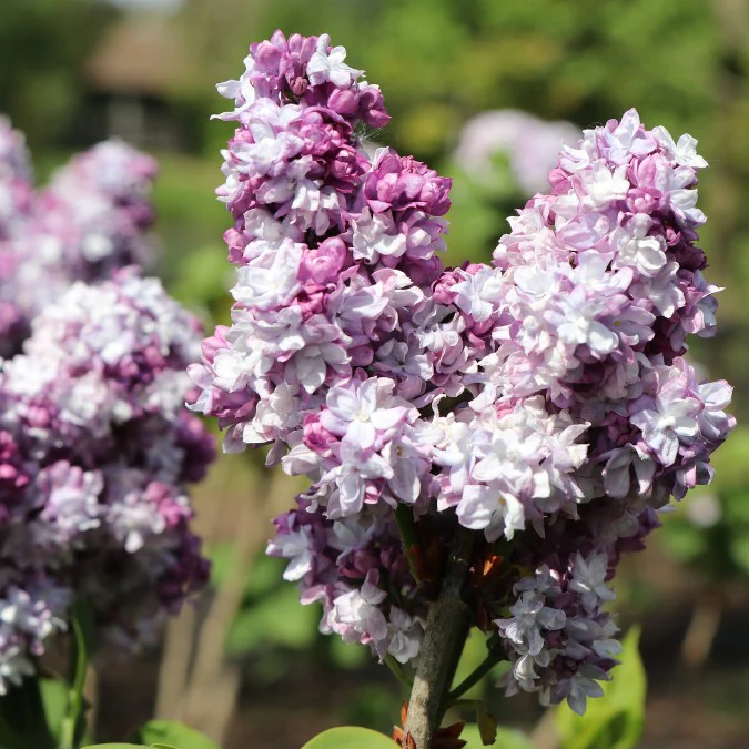 Syringa vulgaris Katherine Havemeyer Demi Tige Pot** Lilas **