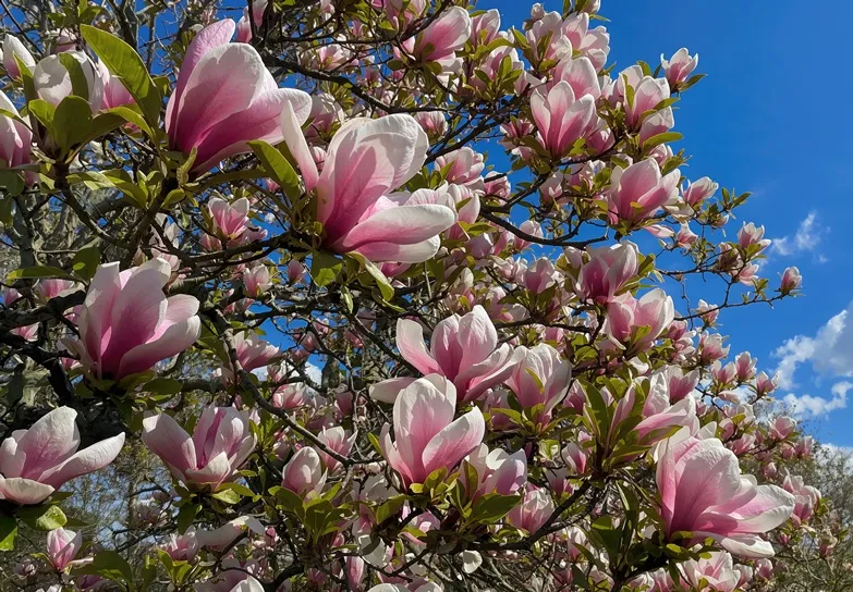 Magnolia soulangiana 80 100 Pot C7.5L