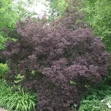Cotinus coggygria Royal Purple 80 100 XXL Pot C10Litres
