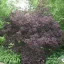 Cotinus coggygria Royal Purple 80 100 XXL Pot C10Litres