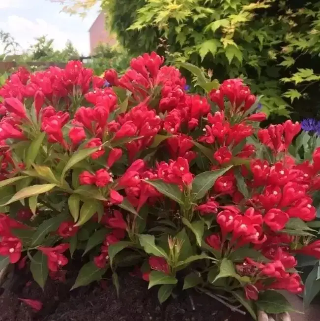 Weigela florida All summer Red Pot C3.5L