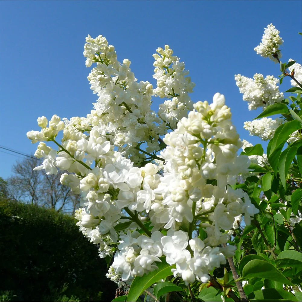 Syringa vulgaris Madame Lemoine Demi Tige 80 cm Pot