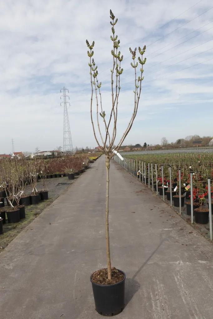Syringa vulgaris belle de nancy demi-tige C15** Lilas **