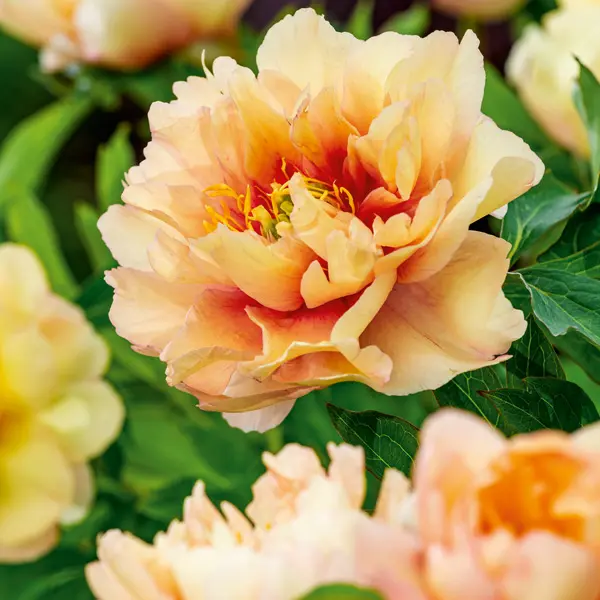 [129255] Paeonia Itoh Canary Brilliants Pot P26 cm