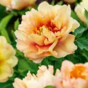 Paeonia Itoh Canary Brilliants Pot P26 cm ** Pivoine **