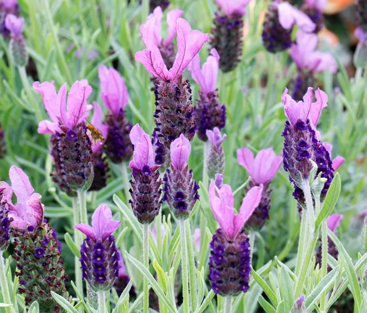[139451] Lavandula stoechas Pot P25 cm ** Lavande papillon **