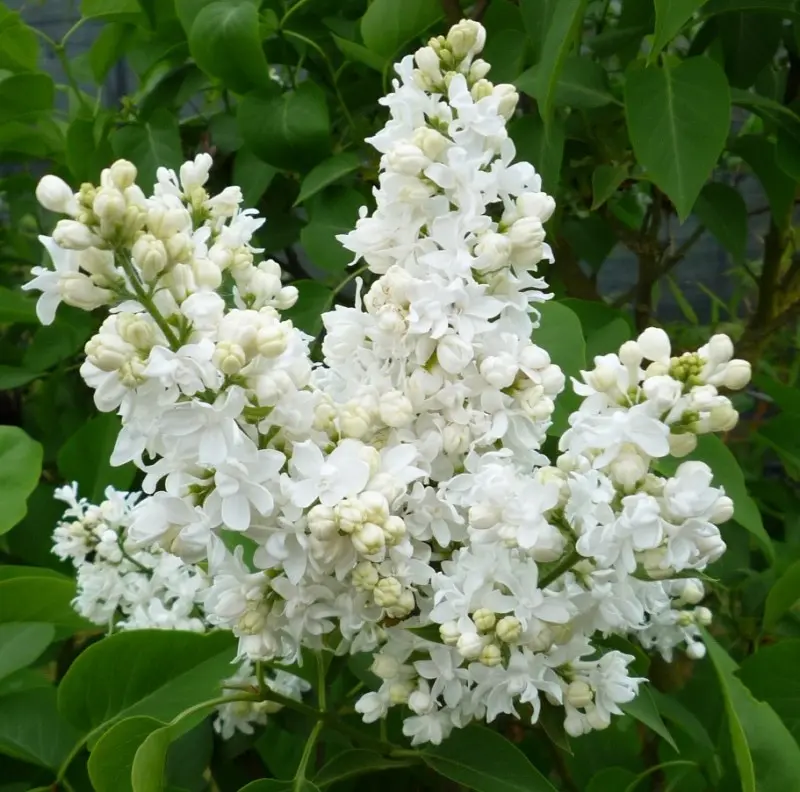 Syringa vulgaris Jeanne d´Arc 100 125 cm Pot P29cm **RARE** Plante forte bien ramifiée