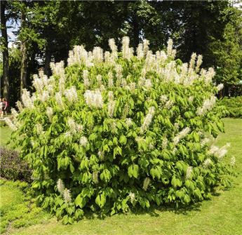 Aesculus parviflora 120 150 cm Pot C15 ** Marronnier nain : rare **