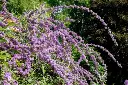 Buddleja alternifolia Pot C3L