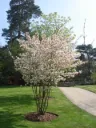 Amelanchier lamarckii Cépée multi-troncs 150 - 200 cm Pot C30 Litres