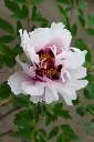 Paeonia rockii Yi Du Chun Qiu Pot C7 ** RARE **