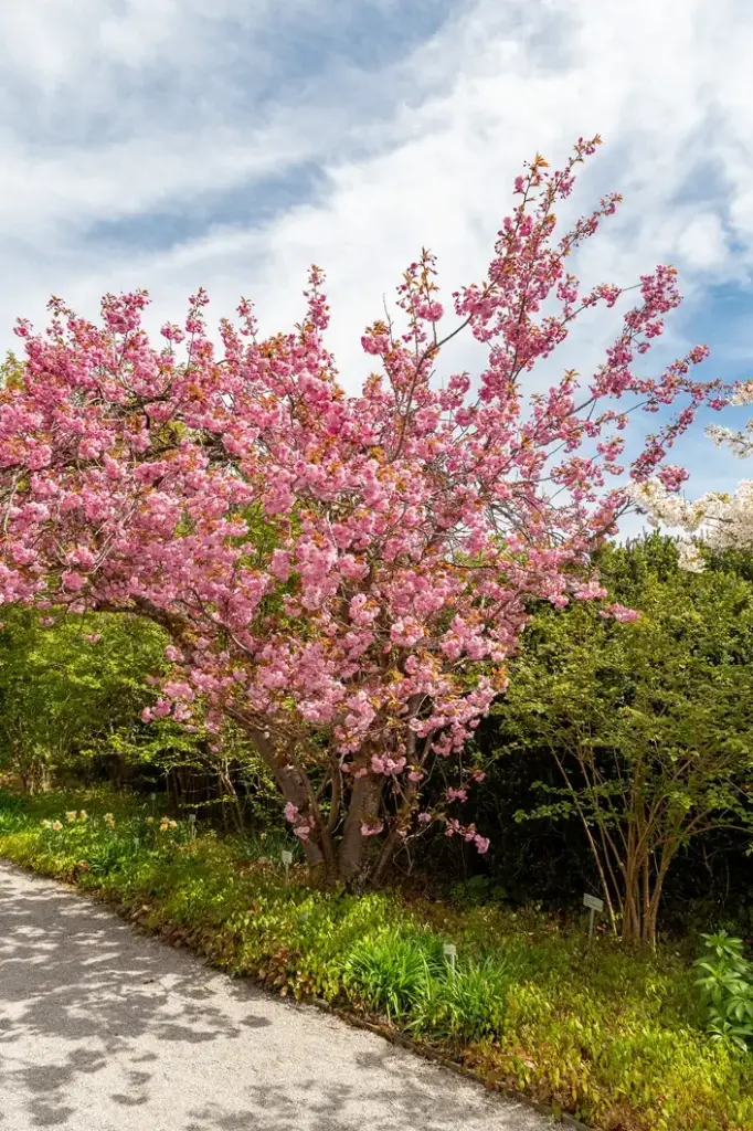 Prunus serrulata Kanzan Buisson 175 200 cm Pot C12