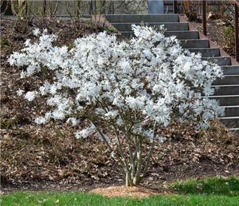 Magnolia stellata 100 125 Pot C10Litres