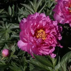 Paeonia rockii Hong Lian Pot C4 **RARE **