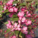 Malus Indian Magic Pot C12Litres - Pommier du Japon