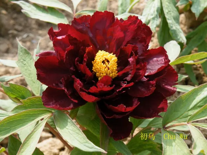 Paeonia suffruticosa Chu Wu Pot C6 ** Pivoine arbustive parfumée**