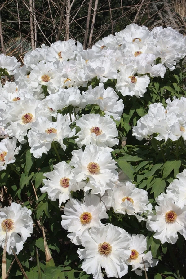 Paeonia suffruticosa Feng Dan Bai Pot C6 ** Pivoine arbustive blanche **