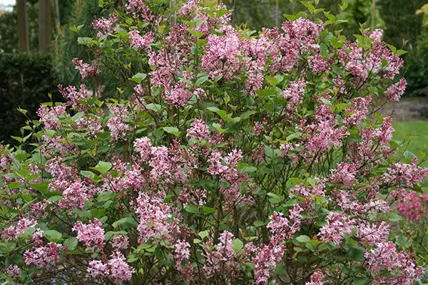 Syringa microphylla Boomerang Pink Perfume 80 100 cm Pot C12Litres ** Lilas **