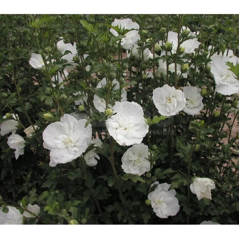 [106385] Hibiscus syriacus White Chiffon 80 100 cm Pot C10Litres
