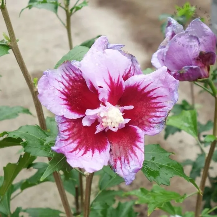 Hibiscus syriacus Flower Tower Purple 60 80 Pot C5Litres ** Naturellement étroit **