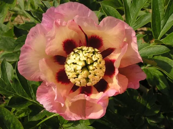 [144401] Paeonia Itoh Pastel Splendor XXL Pot C5.5Litres ** Pivoine **