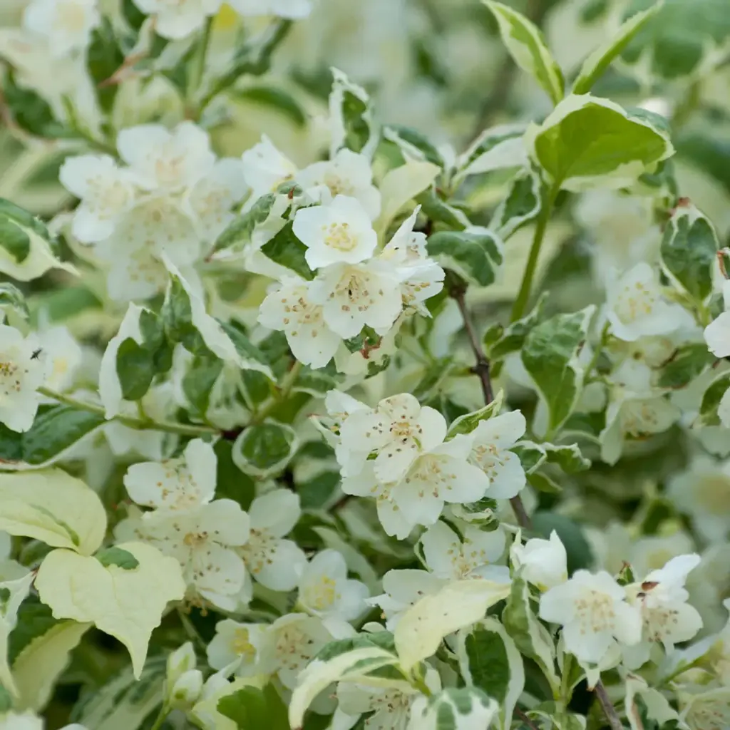 Philadelphus coronarius variegatus c10 ** Seringat **