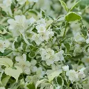 Philadelphus coronarius variegatus c10 ** Seringat **