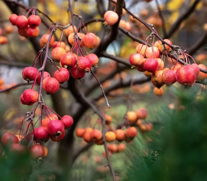 Malus Evereste® Buisson Pot C5