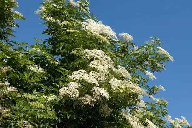 Sambucus nigra Pot ** Sureau noir **