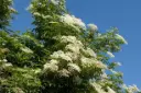 Sambucus nigra Pot ** Sureau noir **