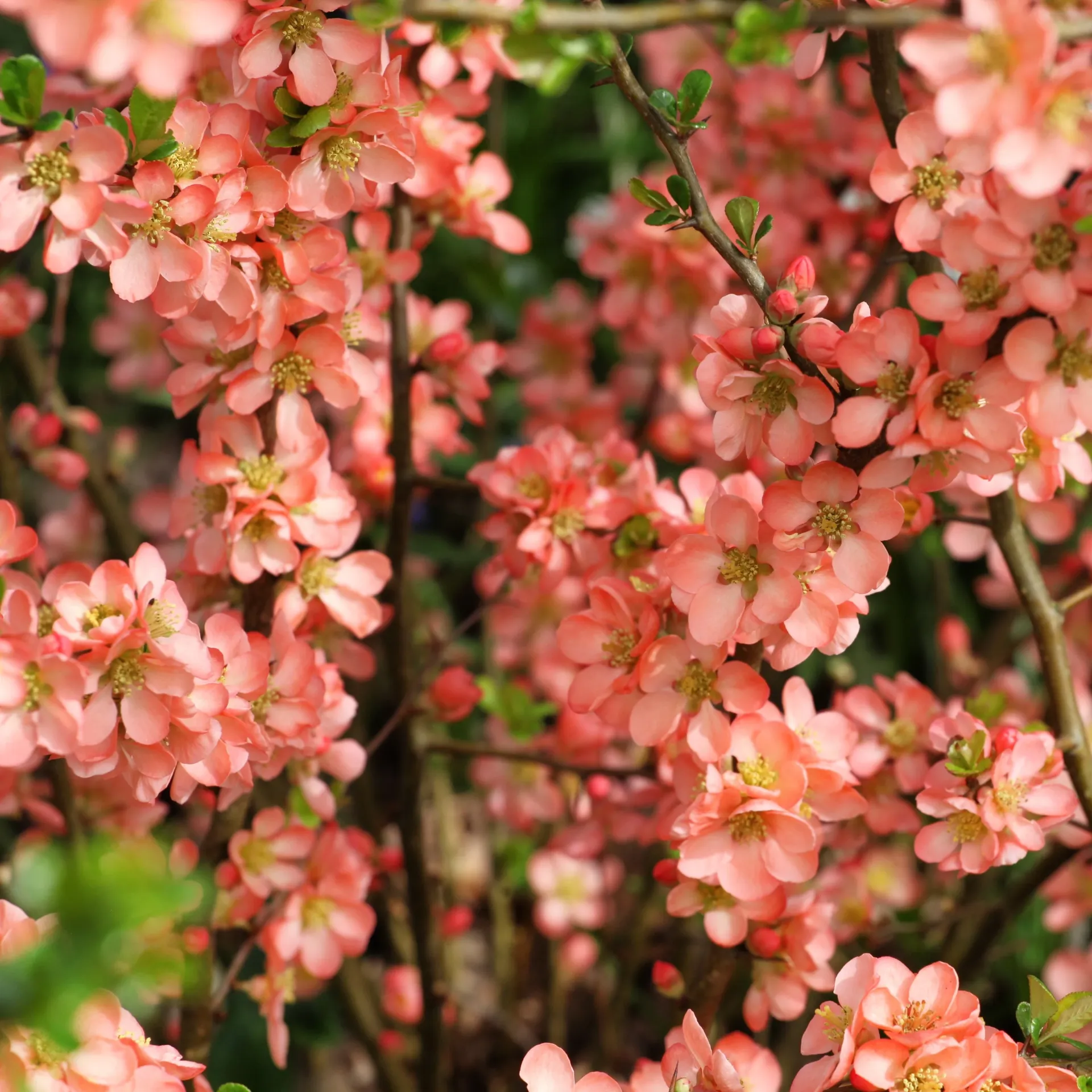 Chaenomeles superba Salmon Horizon Pot C3.5 - Cognassier du Japon