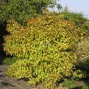 Leycesteria formosa Golden Lanterns Pot C3.5L
