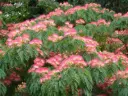 Albizia julibrissin Ombrella Baliveau 175 200 cm Pot P19 cm