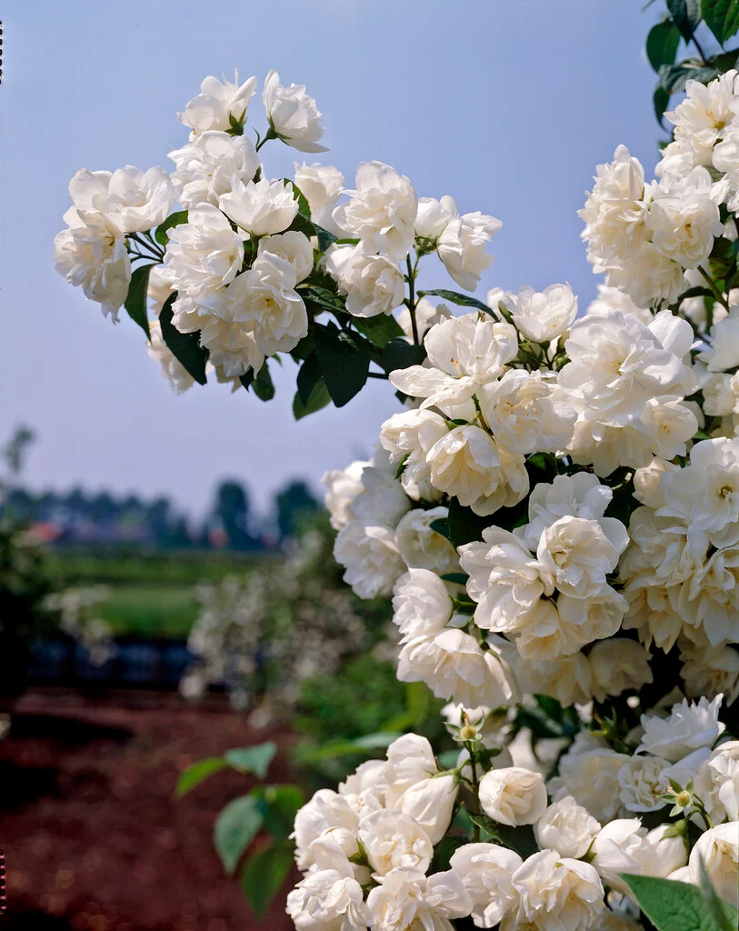 Philadelphus virginalis Virginal 80 100 JPL RN ** Seringat le plus parfumé**