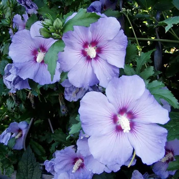 Hibiscus syriacus Marina (Oiseau bleu) 80 100 Pot C10L