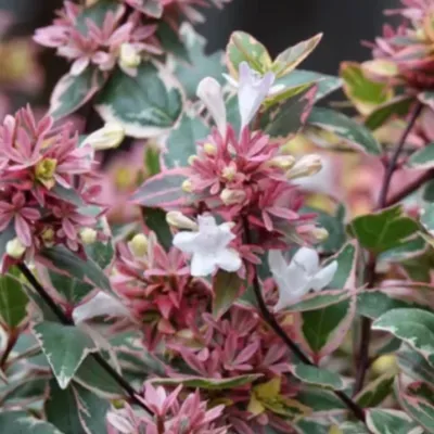 [132935] Abelia grandiflora Sarabande Pot C4