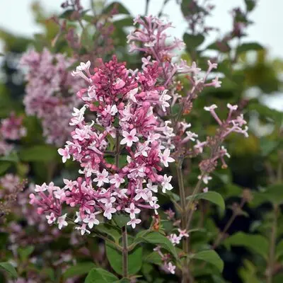Syringa Tinkerbelle Pot C10Litres** Lilas **