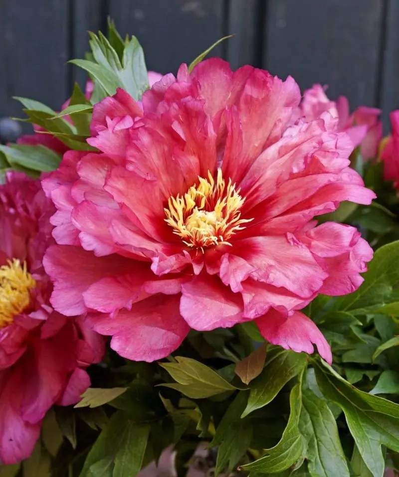 [142771] Paeonia Itoh Hillary Pot C4 ** Pivoine **