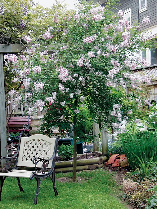 Syringa microphylla Superba Tige +/- 90 cm Pot C5** Lilas **