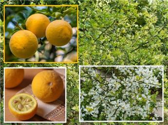 Poncirus trifoliata 60 80 Bien ramifié Pot C5 ** Citronnier épineux, parfumé **