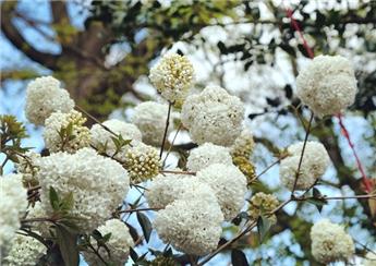 Viburnum utile Eskimo Pot 40 60 cm Pot C5