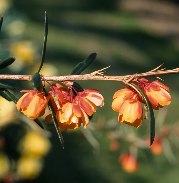 Berberis linearifolia Orange King 50 60 cm Pot C5 ** Épine-vinette **