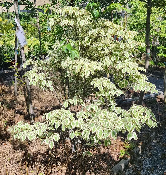 Cornus kousa Akatsuki 150 175 cm Motte ** RARE **