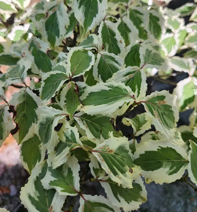 Cornus kousa Akatsuki 150 175 cm Motte
